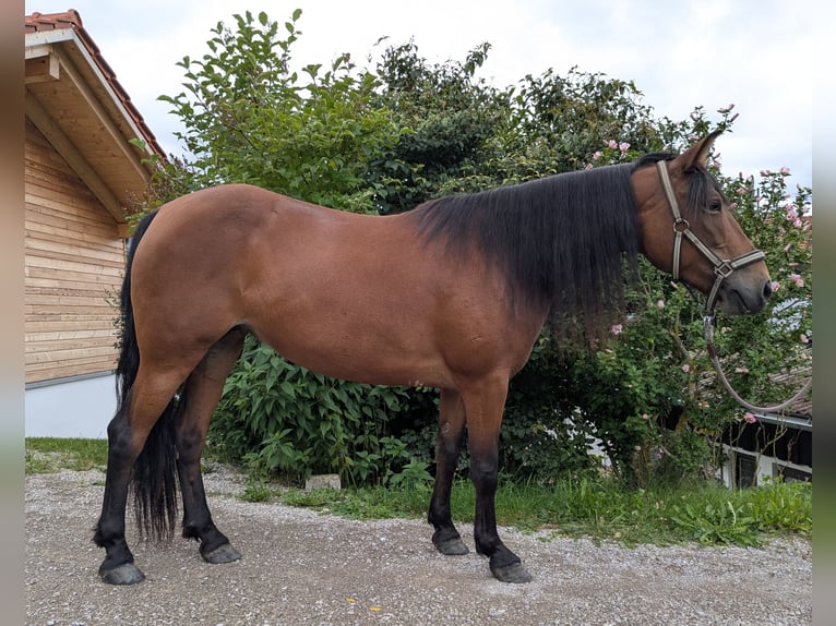 Andere Rassen Mix Merrie 8 Jaar 140 cm Bruin in Fischbachau