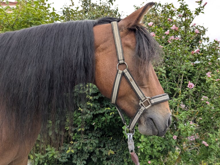 Andere Rassen Mix Merrie 8 Jaar 140 cm Bruin in Fischbachau