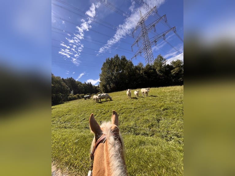 Andere Rassen Merrie 8 Jaar 143 cm Palomino in Trendelburg