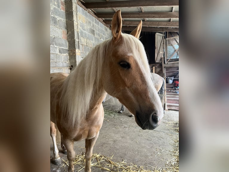 Andere Rassen Merrie 8 Jaar 143 cm Palomino in Trendelburg