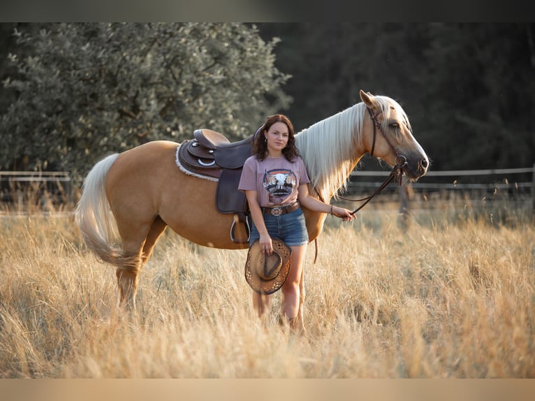 Andere Rassen Merrie 8 Jaar 143 cm Palomino in Trendelburg