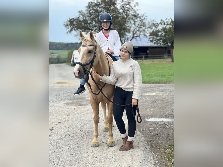 Andere Rassen Merrie 8 Jaar 143 cm Palomino in Trendelburg