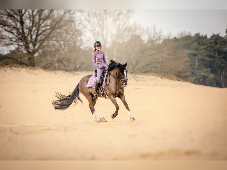 Andere Rassen Mix Merrie 8 Jaar 143 cm Zwart in Bunschoten