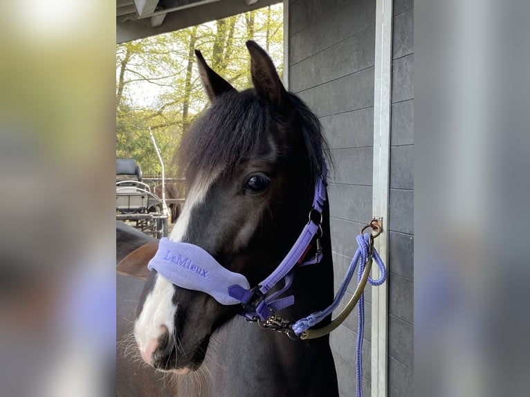 Andere Rassen Mix Merrie 8 Jaar 143 cm Zwart in Bunschoten