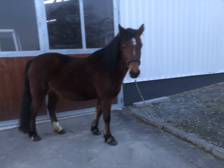 Andere Rassen Mix Merrie 8 Jaar 144 cm Bruin in Schöntal