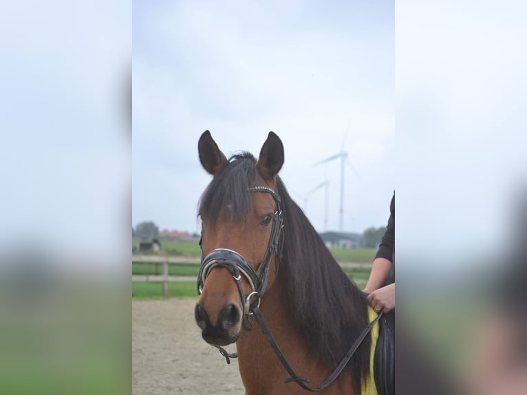 Andere Rassen Merrie 8 Jaar 145 cm Bruin in Breda