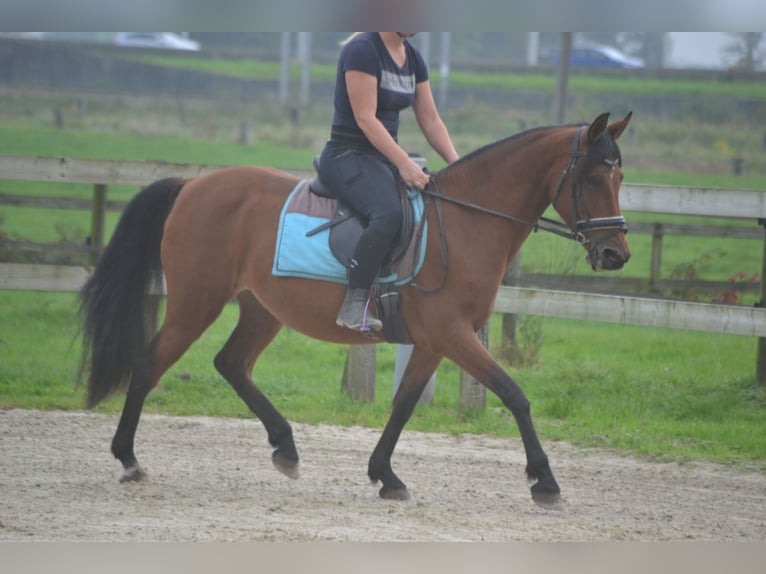 Andere Rassen Merrie 8 Jaar 145 cm Bruin in wuustwezel