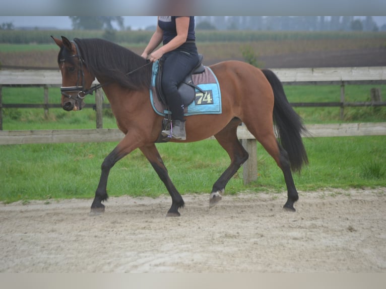 Andere Rassen Merrie 8 Jaar 145 cm Bruin in wuustwezel