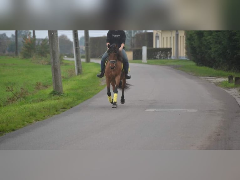 Andere Rassen Merrie 8 Jaar 145 cm Bruin in Wuustwezel