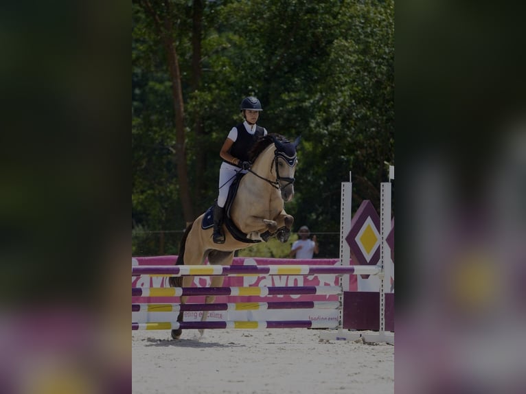 Andere Rassen Mix Merrie 8 Jaar 145 cm Falbe in Barcelona