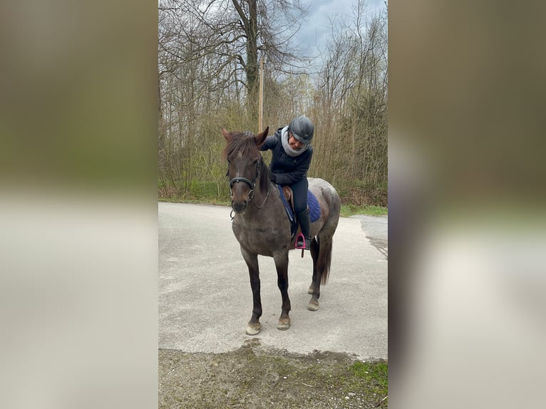 Andere Rassen Mix Merrie 8 Jaar 147 cm  in Ziefen