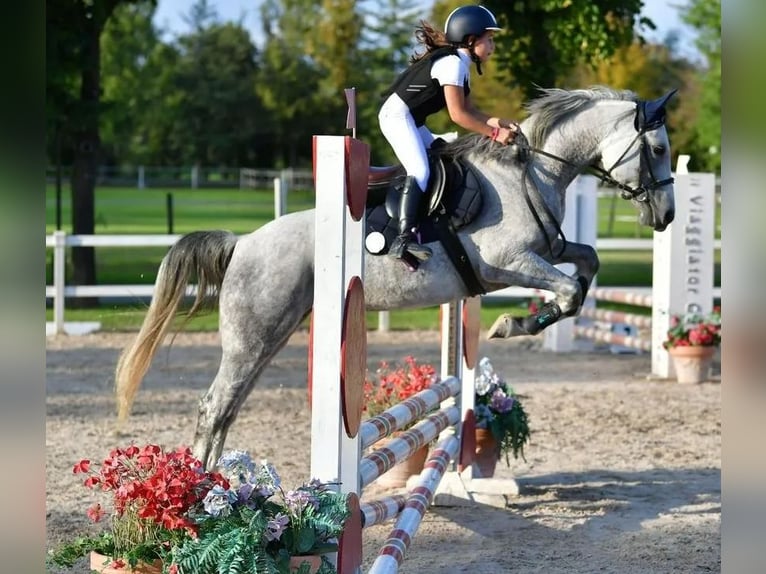 Andere Rassen Merrie 8 Jaar 147 cm Schimmel in Induno olona