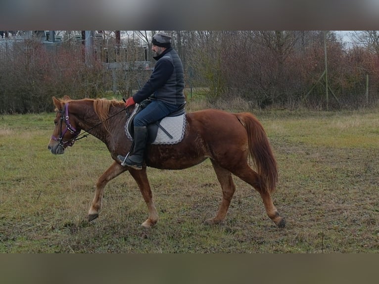 Andere Rassen Merrie 8 Jaar 147 cm Vos in Buttstädt