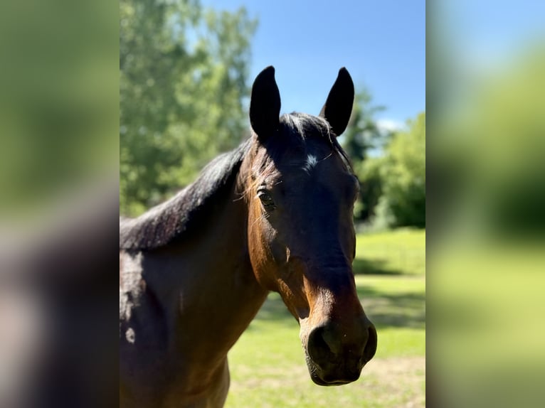 Andere Rassen Mix Merrie 8 Jaar 147 cm Zwartbruin in Kaufbeuren