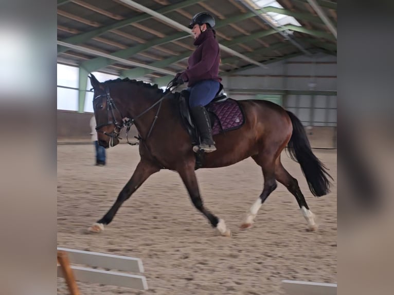 Andere Rassen Merrie 8 Jaar 148 cm Bruin in Barleben
