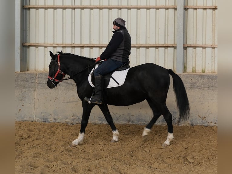 Andere Rassen Merrie 8 Jaar 148 cm Zwart in Buttst&#xE4;dt