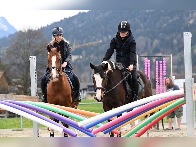 Andere Rassen Merrie 8 Jaar 149 cm Gevlekt-paard in VandanS