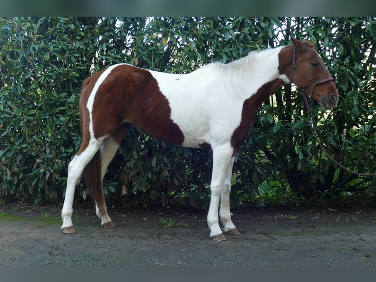 Andere Rassen Merrie 8 Jaar 149 cm Gevlekt-paard in Lathen