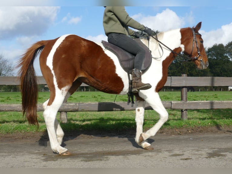 Andere Rassen Merrie 8 Jaar 149 cm Gevlekt-paard in Lathen