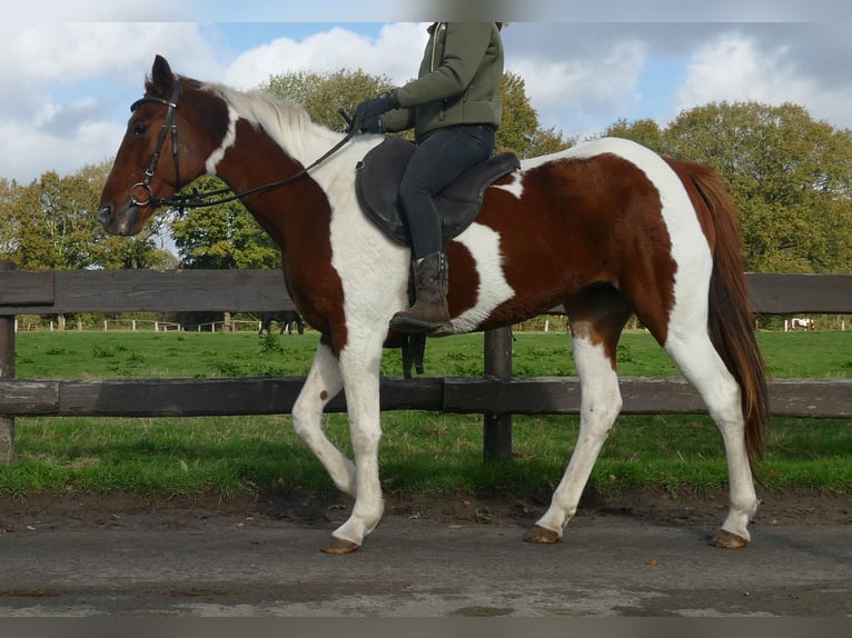 Andere Rassen Merrie 8 Jaar 149 cm Gevlekt-paard in Lathen