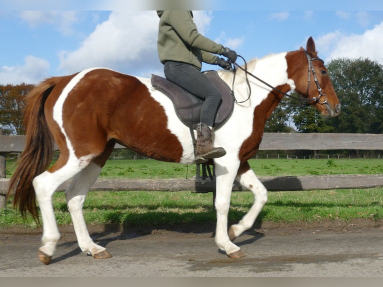 Andere Rassen Merrie 8 Jaar 149 cm Gevlekt-paard in Lathen