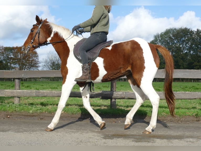 Andere Rassen Merrie 8 Jaar 149 cm Gevlekt-paard in Lathen