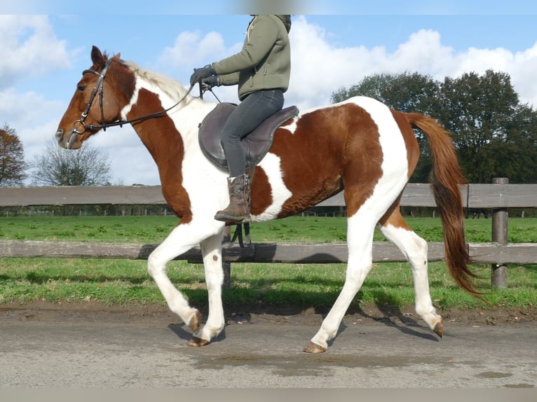 Andere Rassen Merrie 8 Jaar 149 cm Gevlekt-paard in Lathen