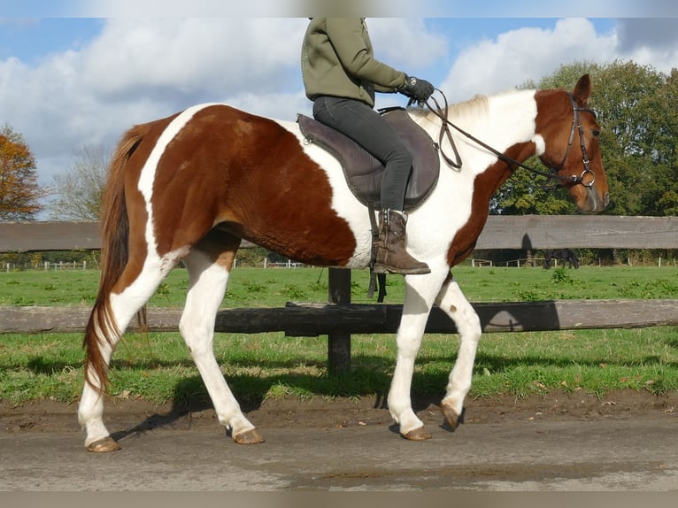 Andere Rassen Merrie 8 Jaar 149 cm Gevlekt-paard in Lathen