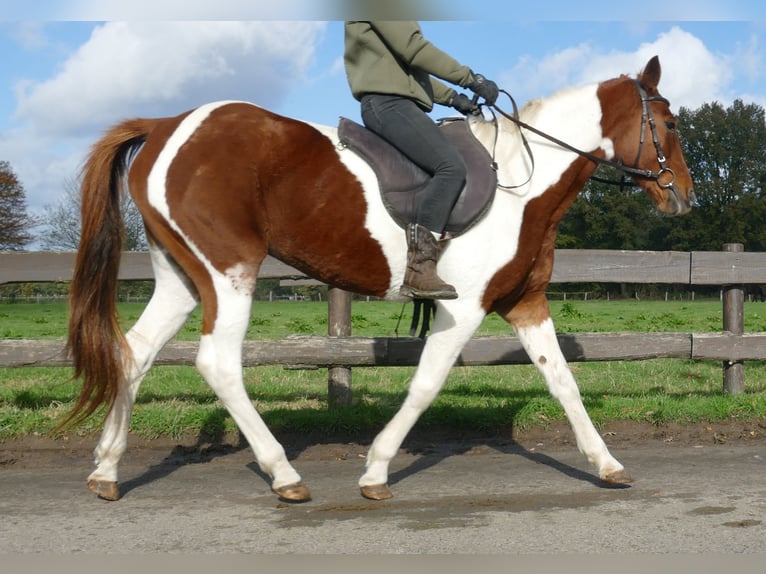 Andere Rassen Merrie 8 Jaar 149 cm Gevlekt-paard in Lathen