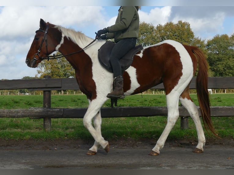 Andere Rassen Merrie 8 Jaar 149 cm Gevlekt-paard in Lathen