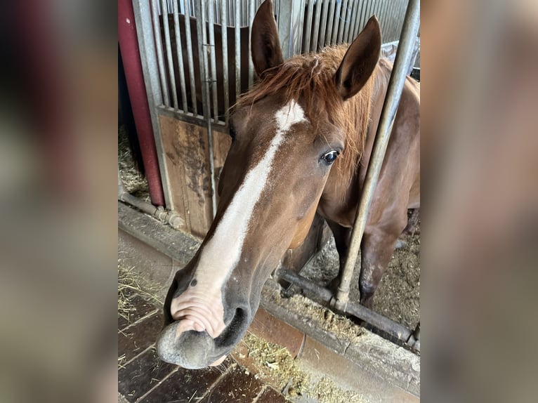 Andere Rassen Mix Merrie 8 Jaar 150 cm Vos in Elixhausen