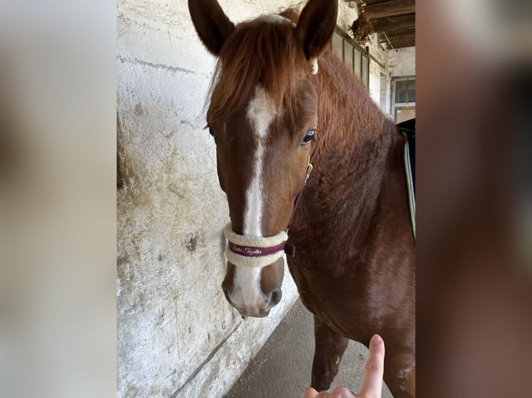Andere Rassen Mix Merrie 8 Jaar 150 cm Vos in Elixhausen