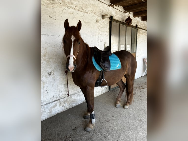 Andere Rassen Mix Merrie 8 Jaar 150 cm Vos in Elixhausen