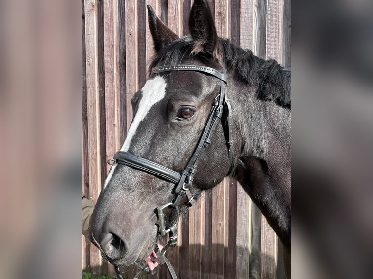 Andere Rassen Merrie 8 Jaar 150 cm Zwartbruin in Rietz-Neuendorf