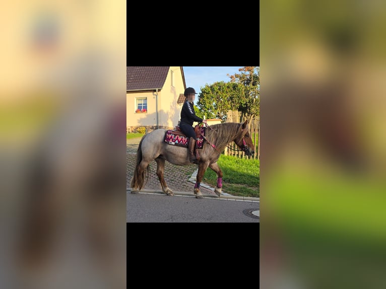Andere Rassen Mix Merrie 8 Jaar 153 cm Roan-Red in Linkenbach