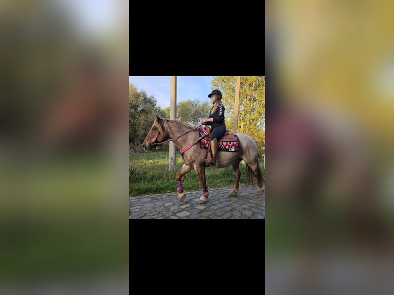 Andere Rassen Mix Merrie 8 Jaar 153 cm Roan-Red in Linkenbach