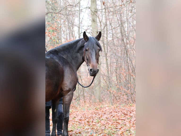 Andere Rassen Merrie 8 Jaar 155 cm Bruin in Bietigheim-Bissingen