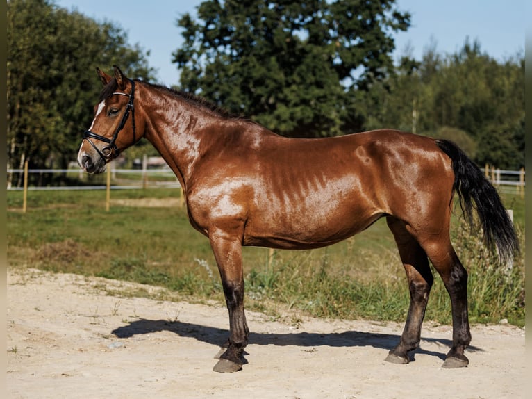 Andere Rassen Mix Merrie 8 Jaar 155 cm Roodbruin in Vilnius