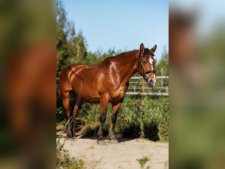 Andere Rassen Mix Merrie 8 Jaar 155 cm Roodbruin in Vilnius