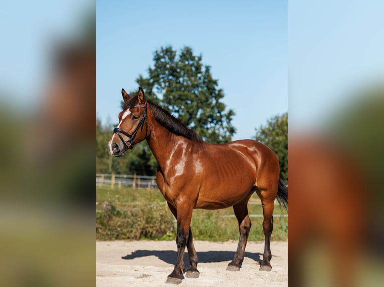 Andere Rassen Mix Merrie 8 Jaar 155 cm Roodbruin in Vilnius