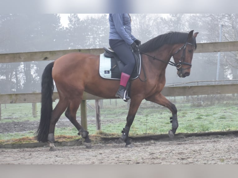 Andere Rassen Merrie 8 Jaar 157 cm Bruin in Achtmaal