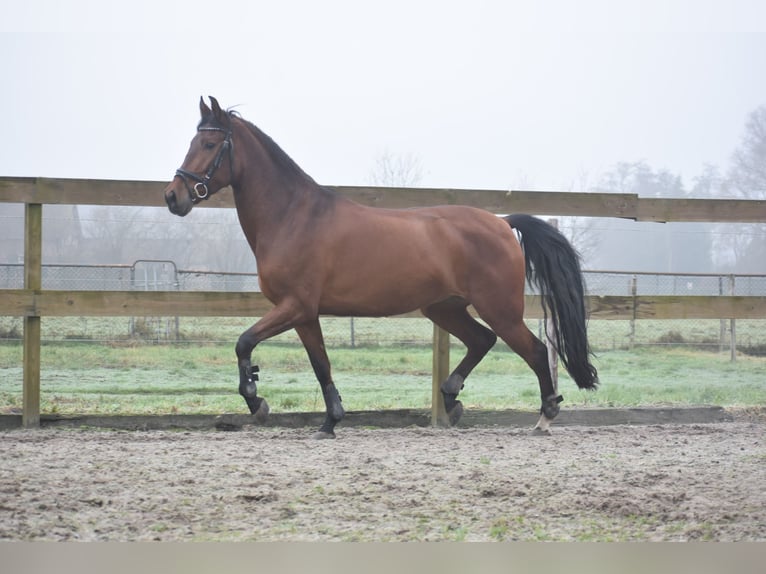 Andere Rassen Merrie 8 Jaar 157 cm Bruin in Achtmaal