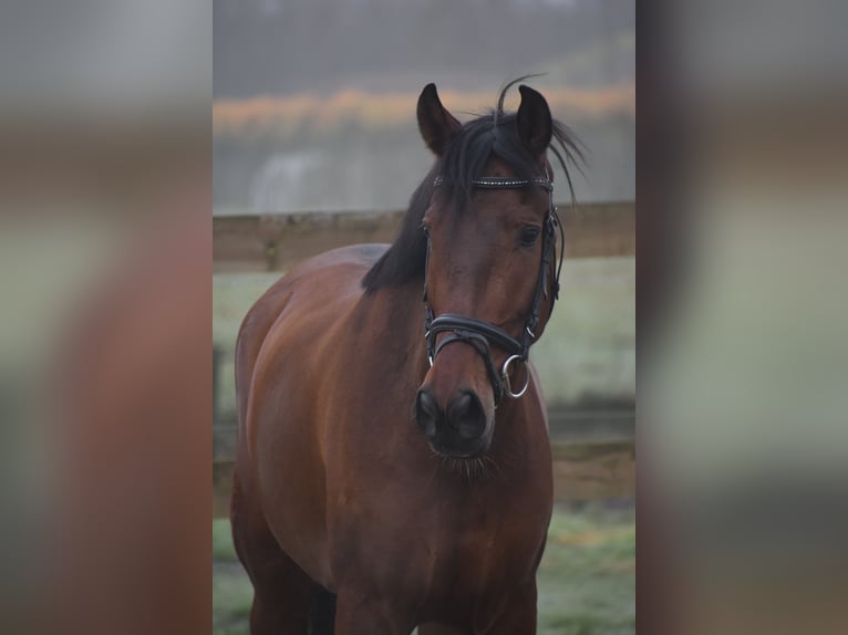 Andere Rassen Merrie 8 Jaar 157 cm Bruin in Achtmaal