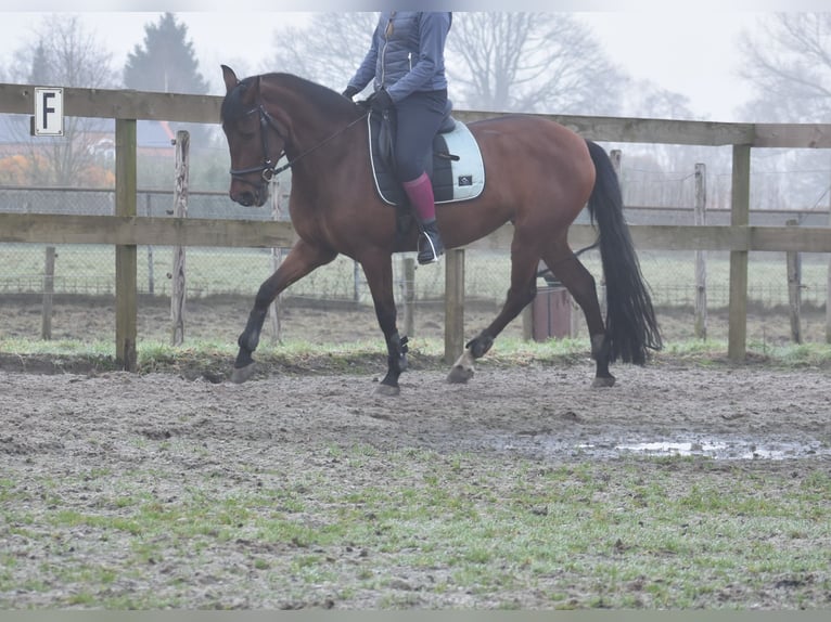 Andere Rassen Merrie 8 Jaar 157 cm Bruin in Achtmaal