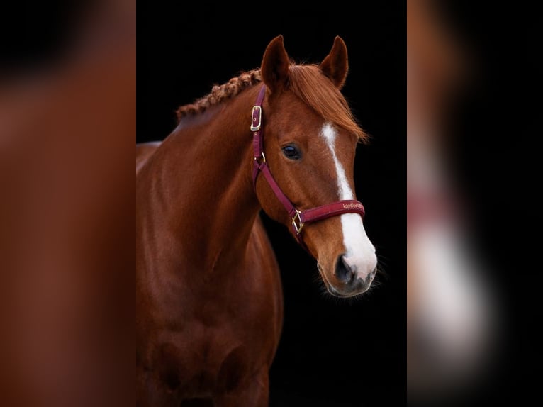 Andere Rassen Merrie 8 Jaar 157 cm Vos in Nettersheim