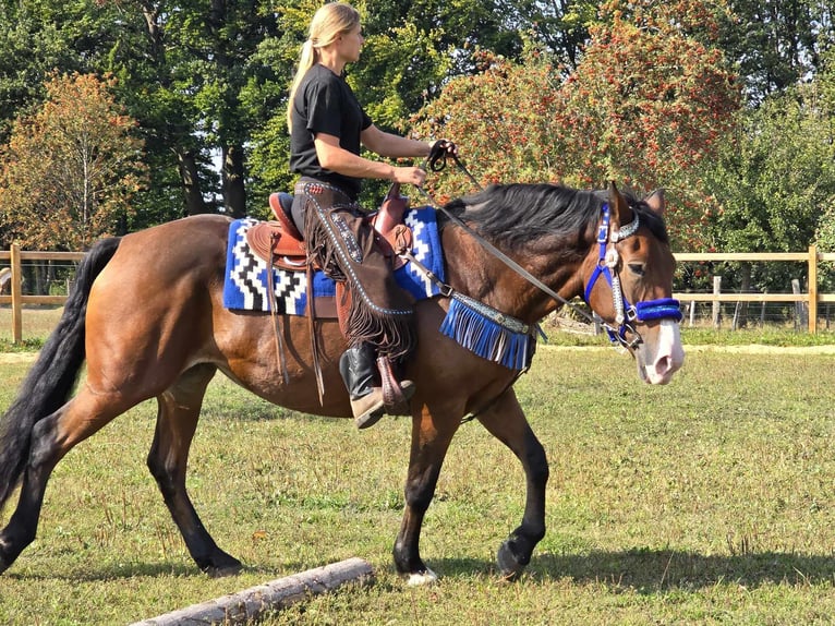 Andere Rassen Merrie 8 Jaar 158 cm Bruin in Linkenbach