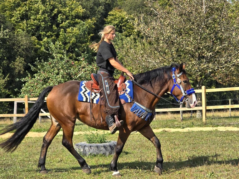 Andere Rassen Merrie 8 Jaar 158 cm Bruin in Linkenbach