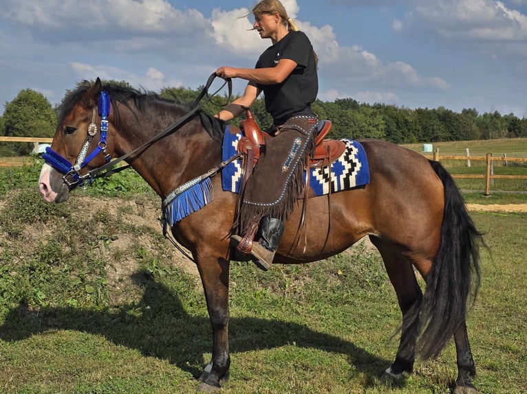 Andere Rassen Merrie 8 Jaar 158 cm Bruin in Linkenbach