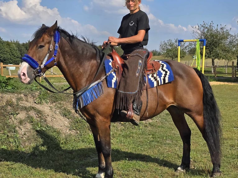 Andere Rassen Merrie 8 Jaar 158 cm Bruin in Linkenbach