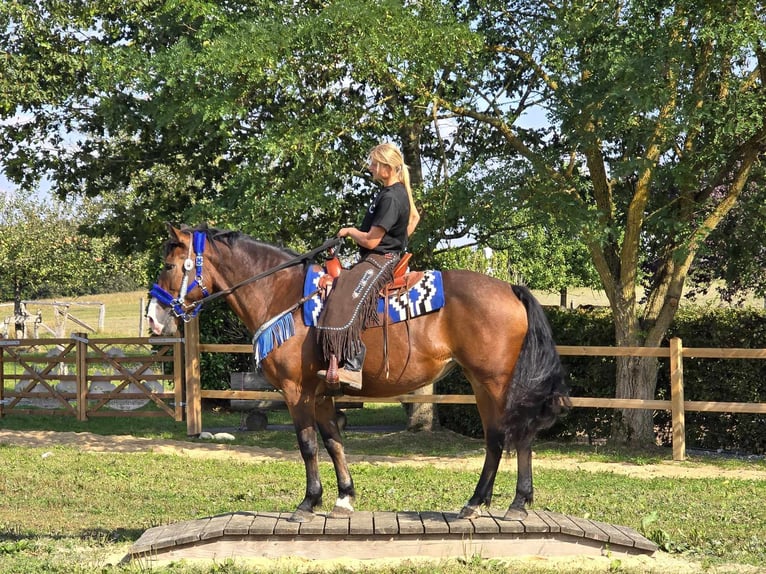 Andere Rassen Merrie 8 Jaar 158 cm Bruin in Linkenbach